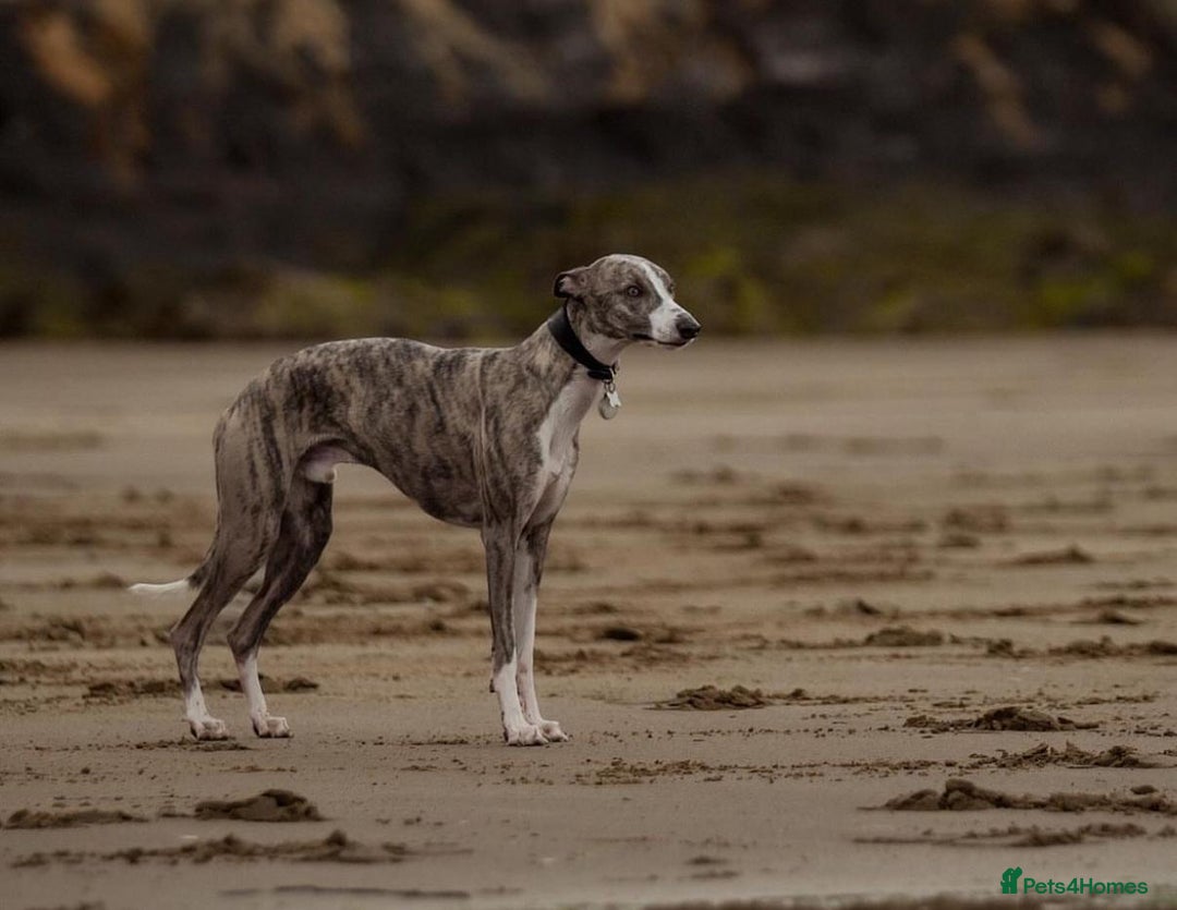 Whippet dogs for stud: KC register stunning boy available for stud in Derby - Image 2