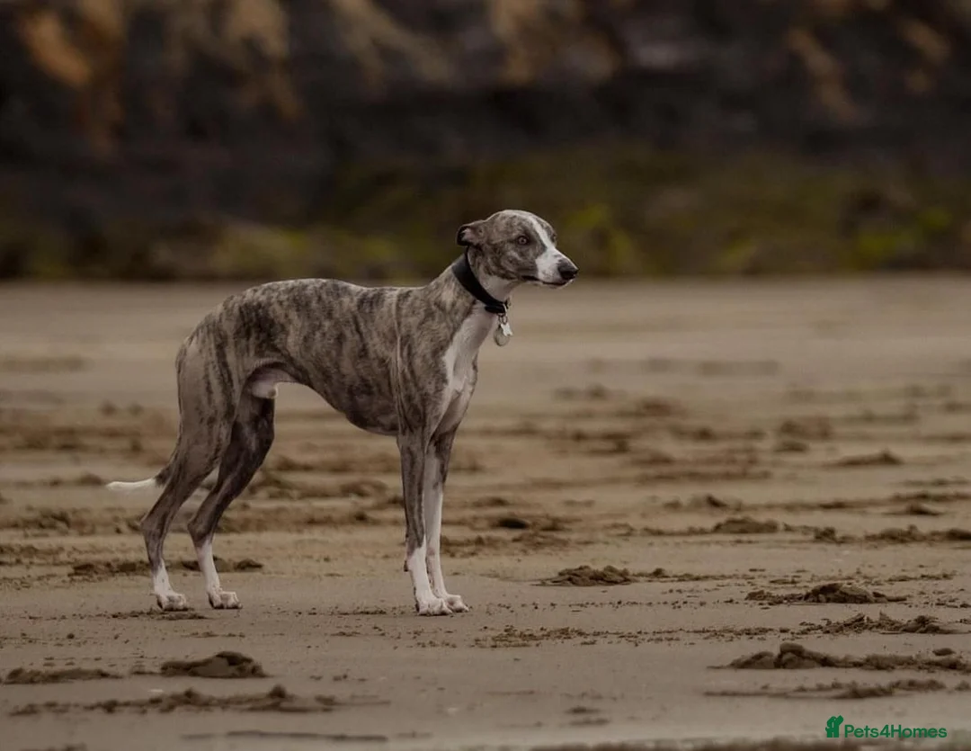 Whippet dogs for stud: KC register stunning boy available for stud in Derby - Advert 2