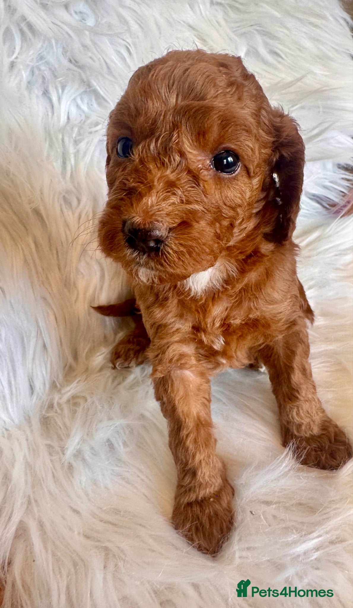 Cockapoo dogs STUNNING DARK RED, APRICOT, BLACK COCKAPOO PUPPIES - Advert 1