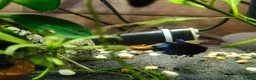 Bettas fish for sale: Bettas / Fighters mix beautiful blues & tempered  in Yelverton - Advert 9