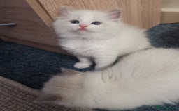Ragdoll cats for sale: Beautiful Ragdoll Kittens - Image 2