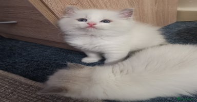 Ragdoll cats - Advert 12