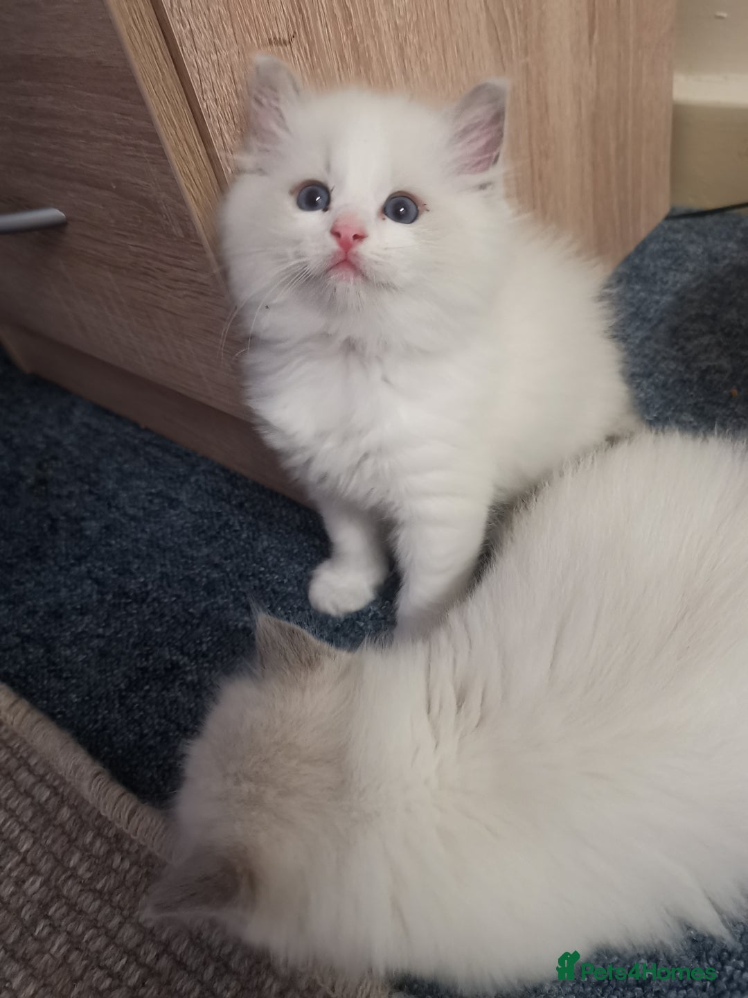 Ragdoll cats for sale: Beautiful Ragdoll Kittens - Image 2