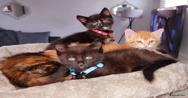 Mixed Breed cats - Advert 9