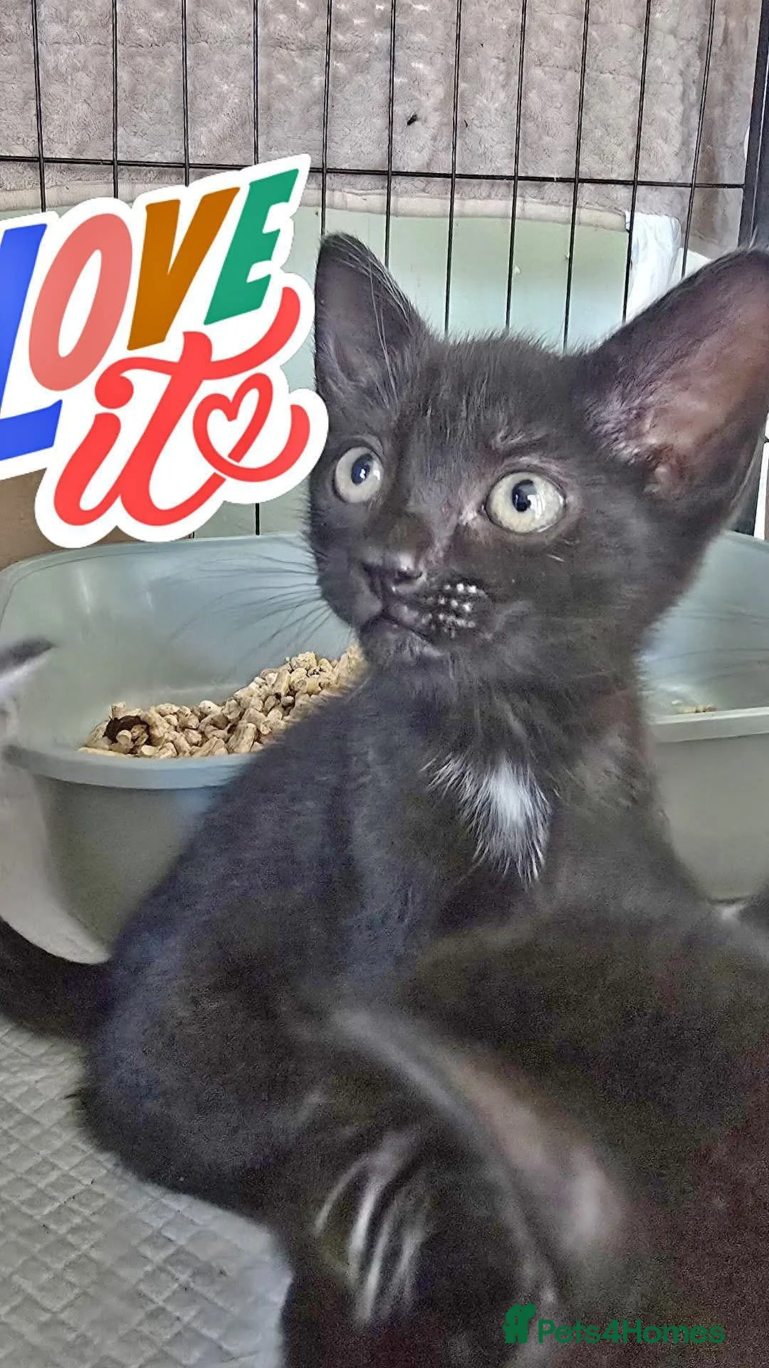 Mixed Breed cats for sale: Bengal cross babies ready now  in Plymouth - Advert 2