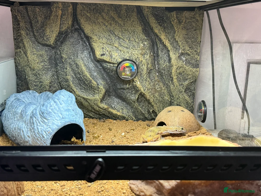 Leopard Gecko reptiles for sale: Leopard gecko  - Advert 2