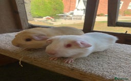 Guinea Pig rodents for sale: Sweet Pair of Baby Guinea Pig Boars  £65 the pair  - Image 3
