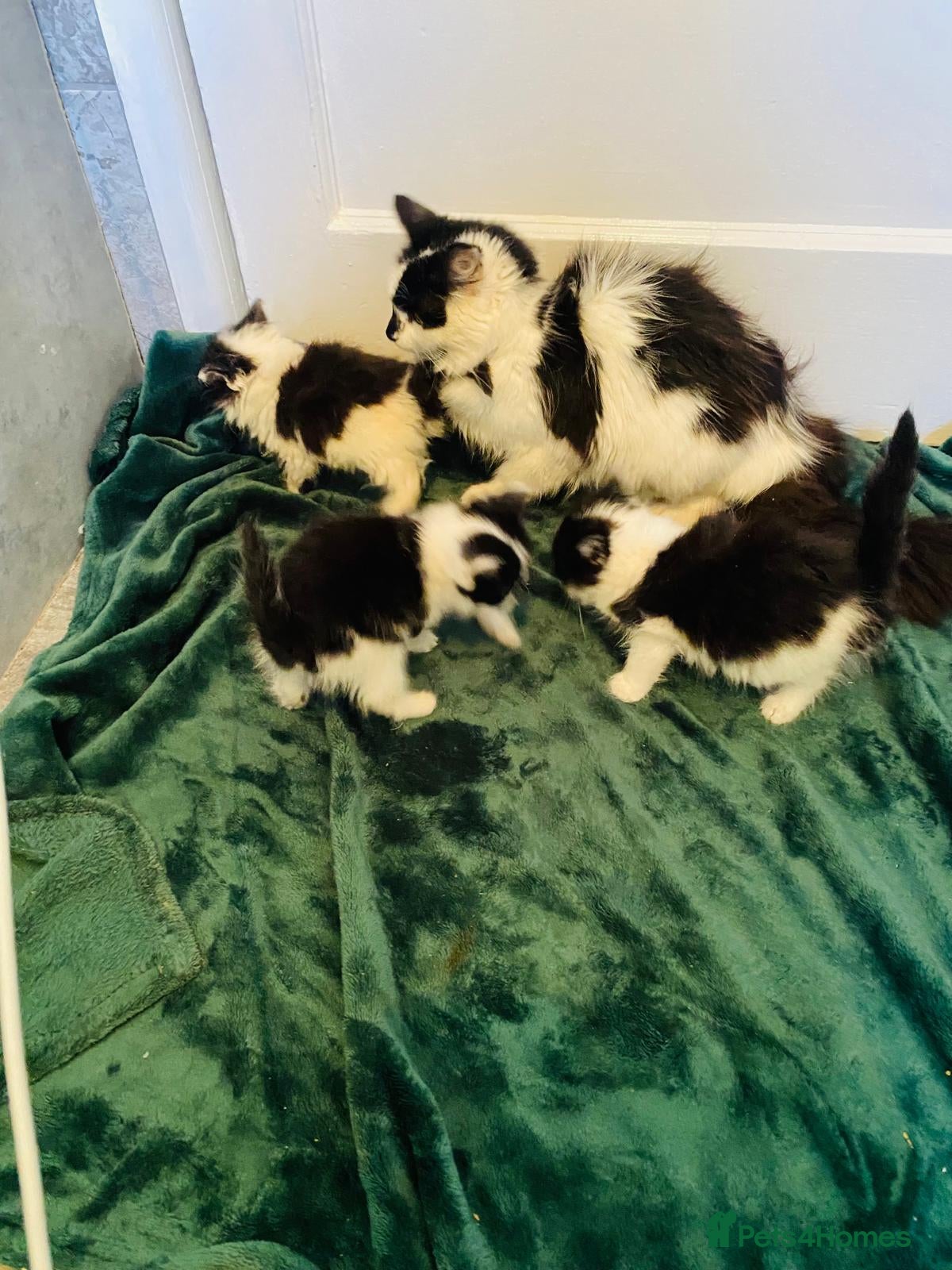 British Longhair cats British mix breed kittens for sale  - Advert 20