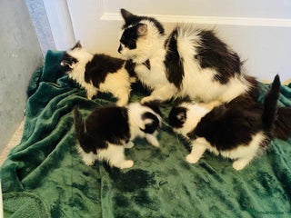 British Longhair cats British mix breed kittens for sale - Advert 15