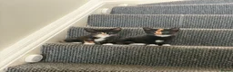 Mixed Breed cats for sale: Beautiful Kittens - Advert 1