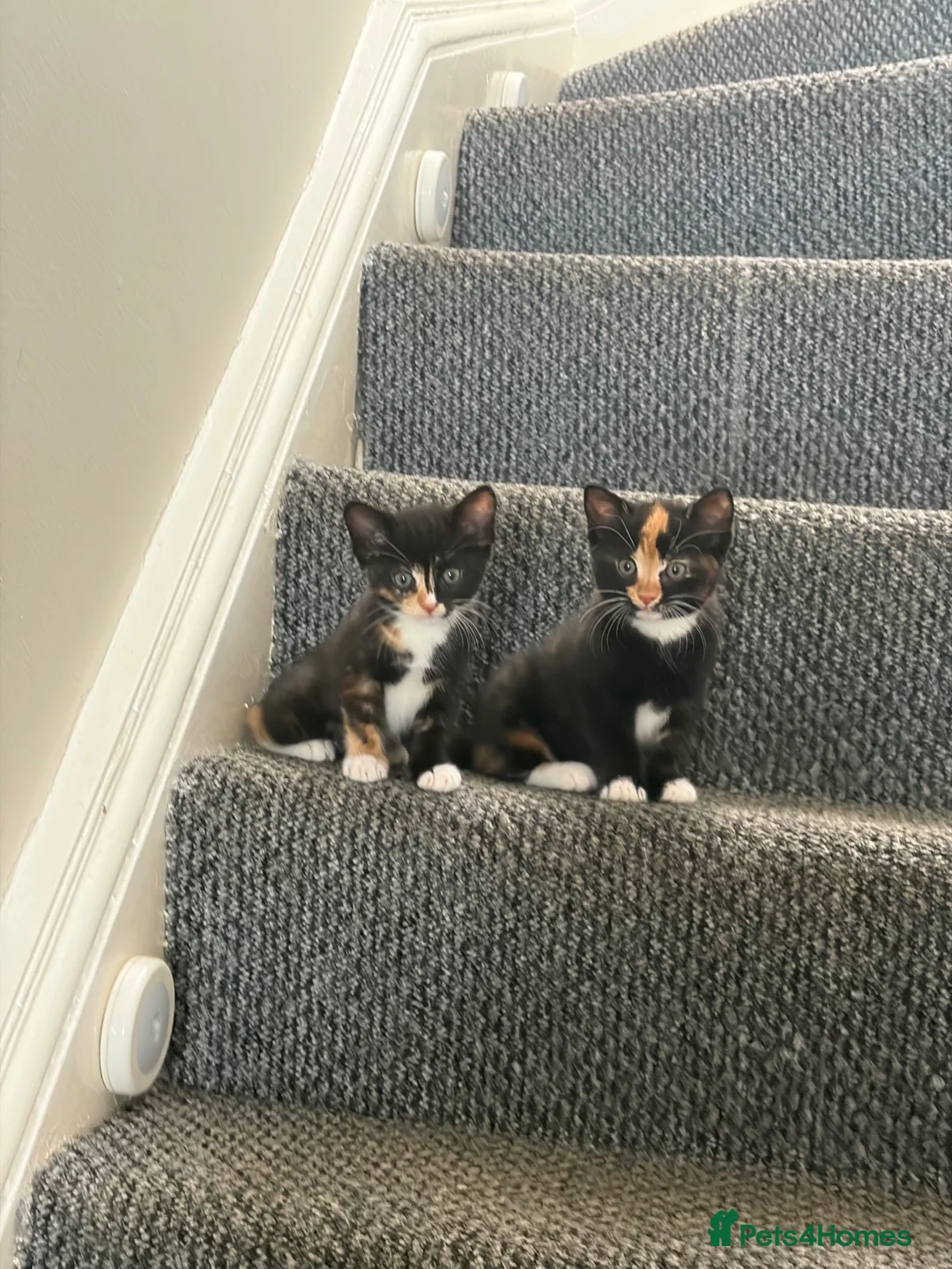Mixed Breed cats for sale: Beautiful Kittens - Advert 1