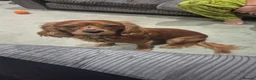 Cavalier King Charles Spaniel dogs for stud: King Charles Cavalier spaniel (age 2) for Stud in Birmingham - Advert 1