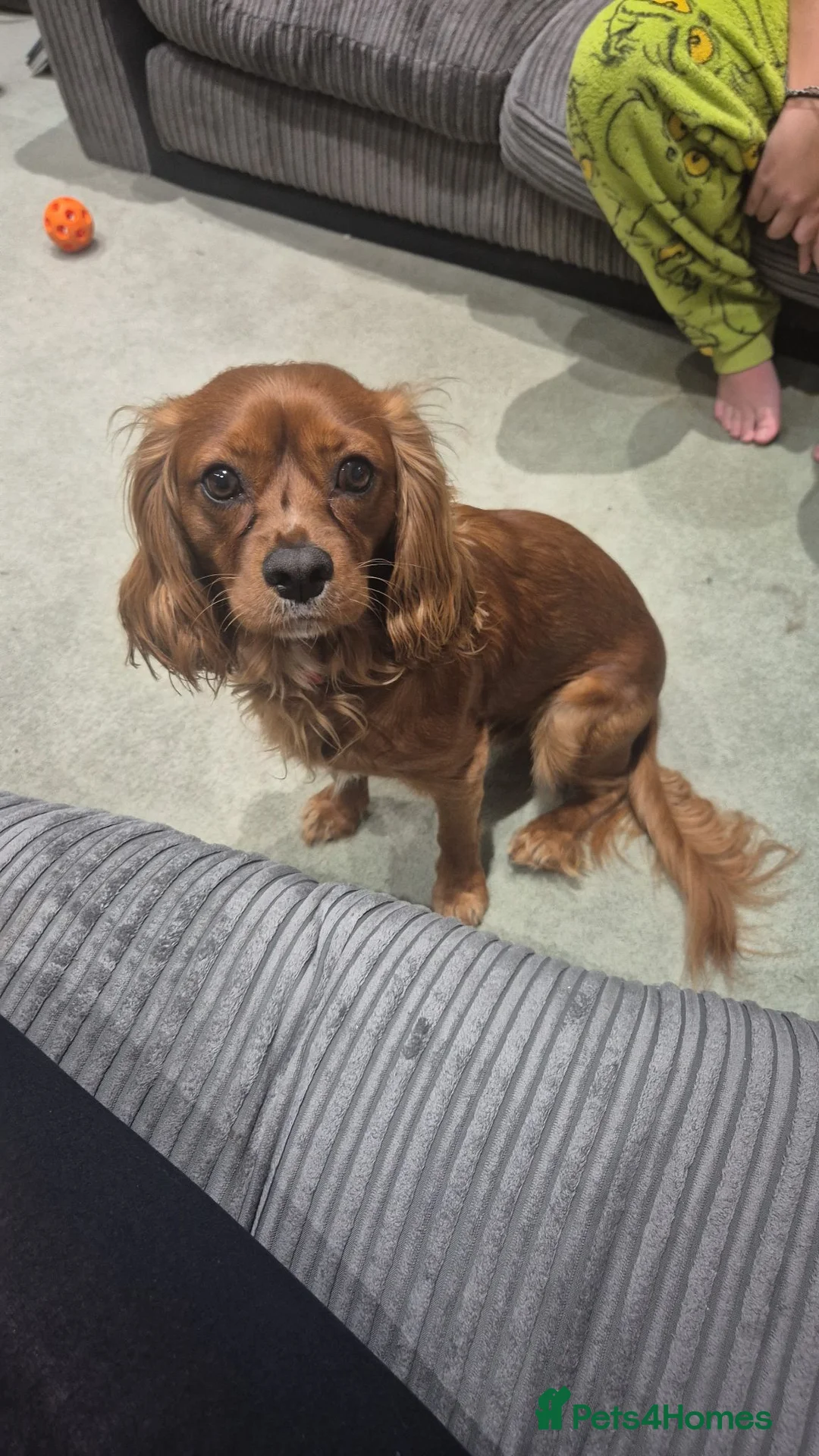 Cavalier King Charles Spaniel dogs for stud: King Charles Cavalier spaniel (age 2) for Stud in Birmingham - Advert 1