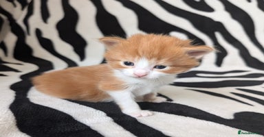 Mixed Breed cats - Advert 5