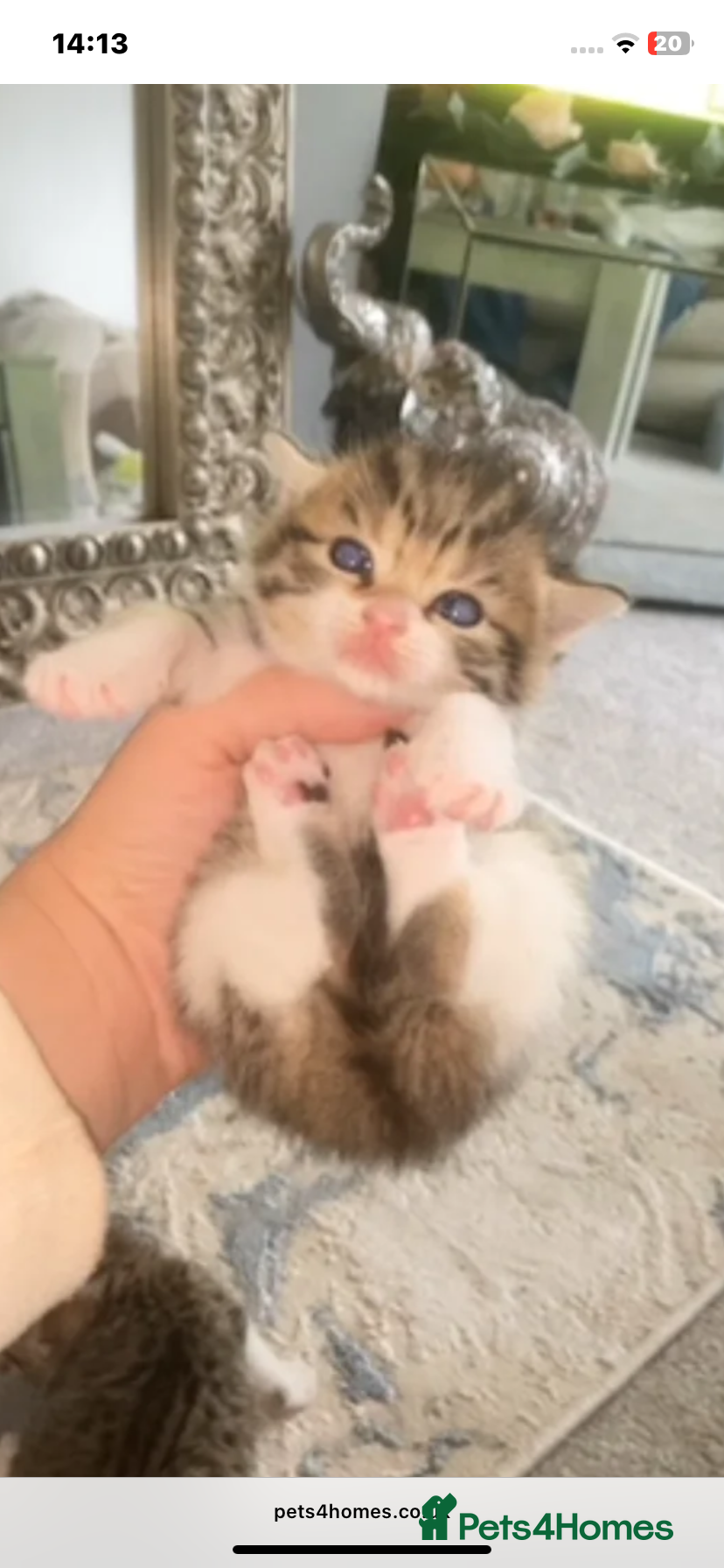 Mixed Breed cats Ready to go🥰2 x bengal/British shorthair babies  - Advert 1