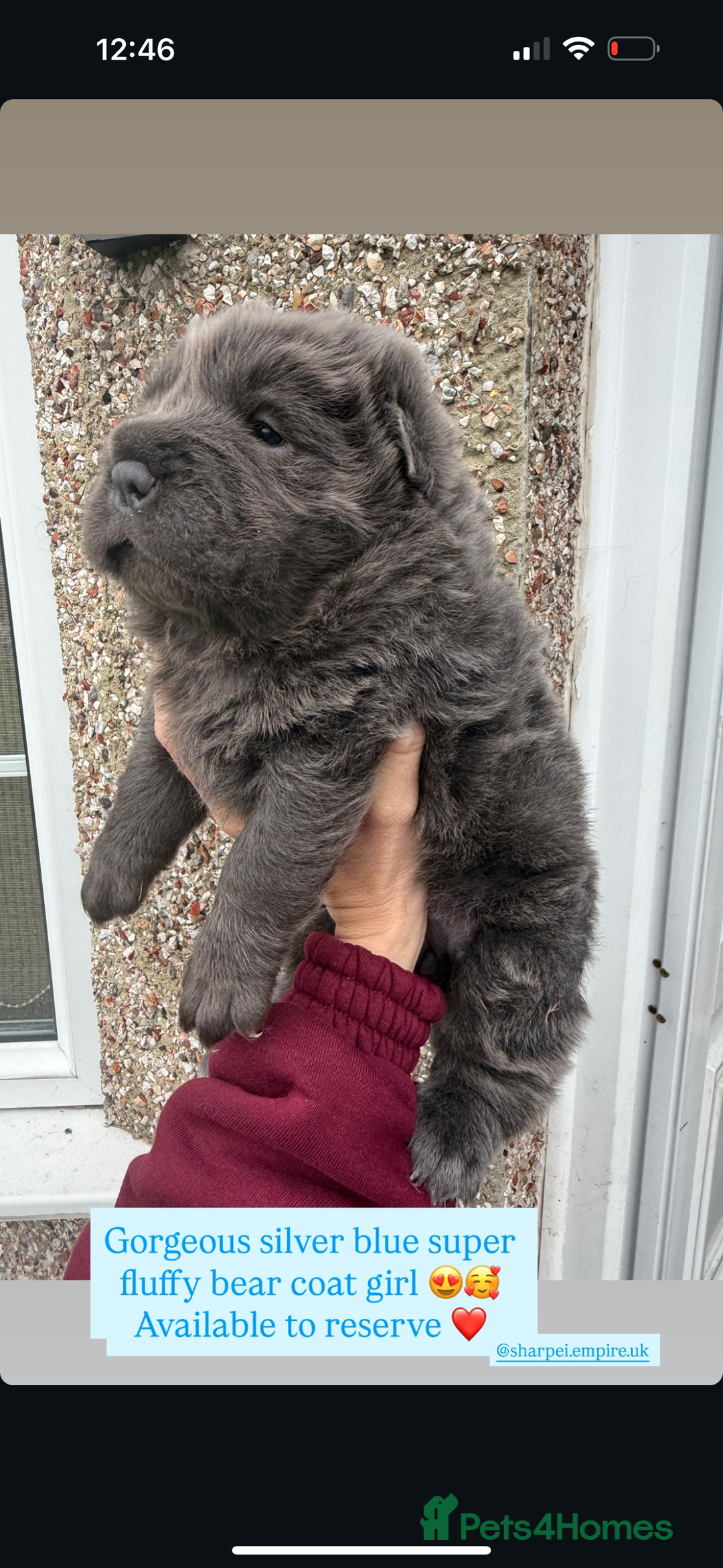 Shar Pei dogs for sale: ONLY 3 LEFT. OUTSTANDING KC BEAR & BRUSH PUPS - Advert 8