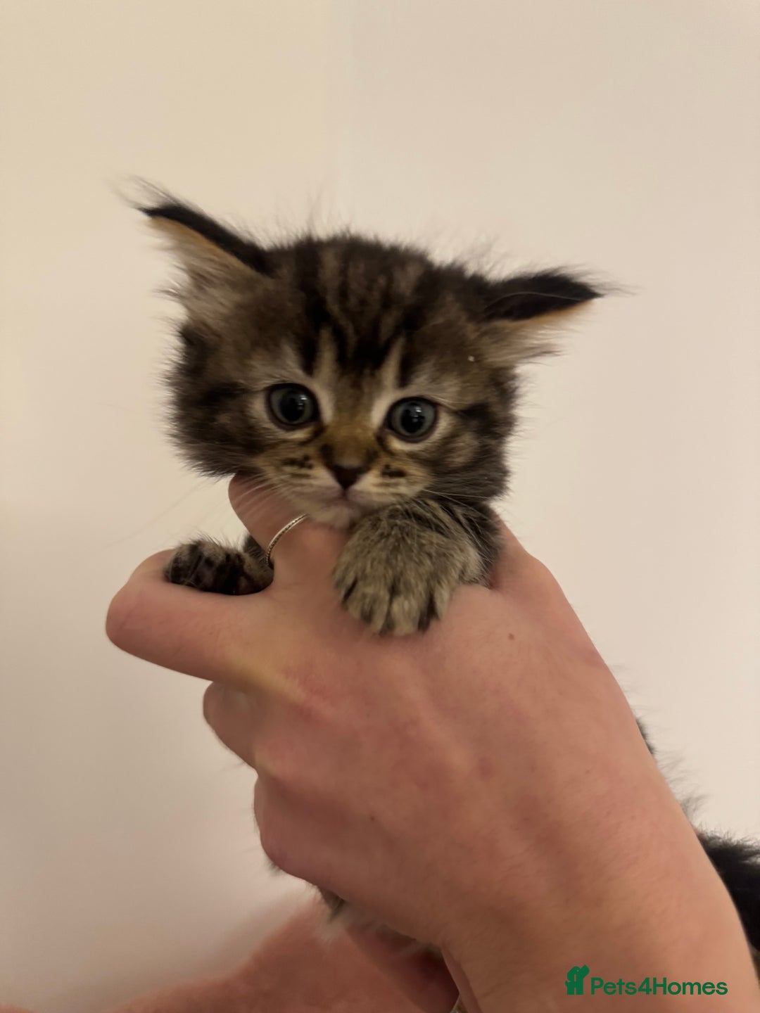 Ragdoll cats for sale: 5 beautiful kittens, 3/4 ragdoll 1/4 tabby - Advert 11