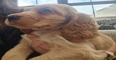 Cocker Spaniel dogs - Advert 13