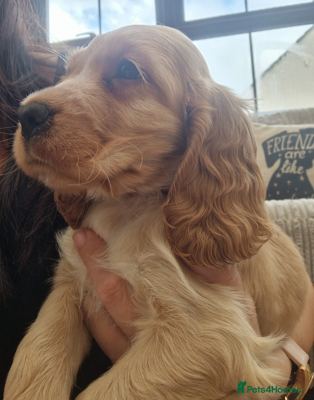 Cocker Spaniel dogs for sale: Pedigree English Show Cocker Spaniel Puppies - Image 2