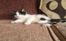 Mixed Breed cats for sale: Stunning kitty's please read full ad  - Image 6