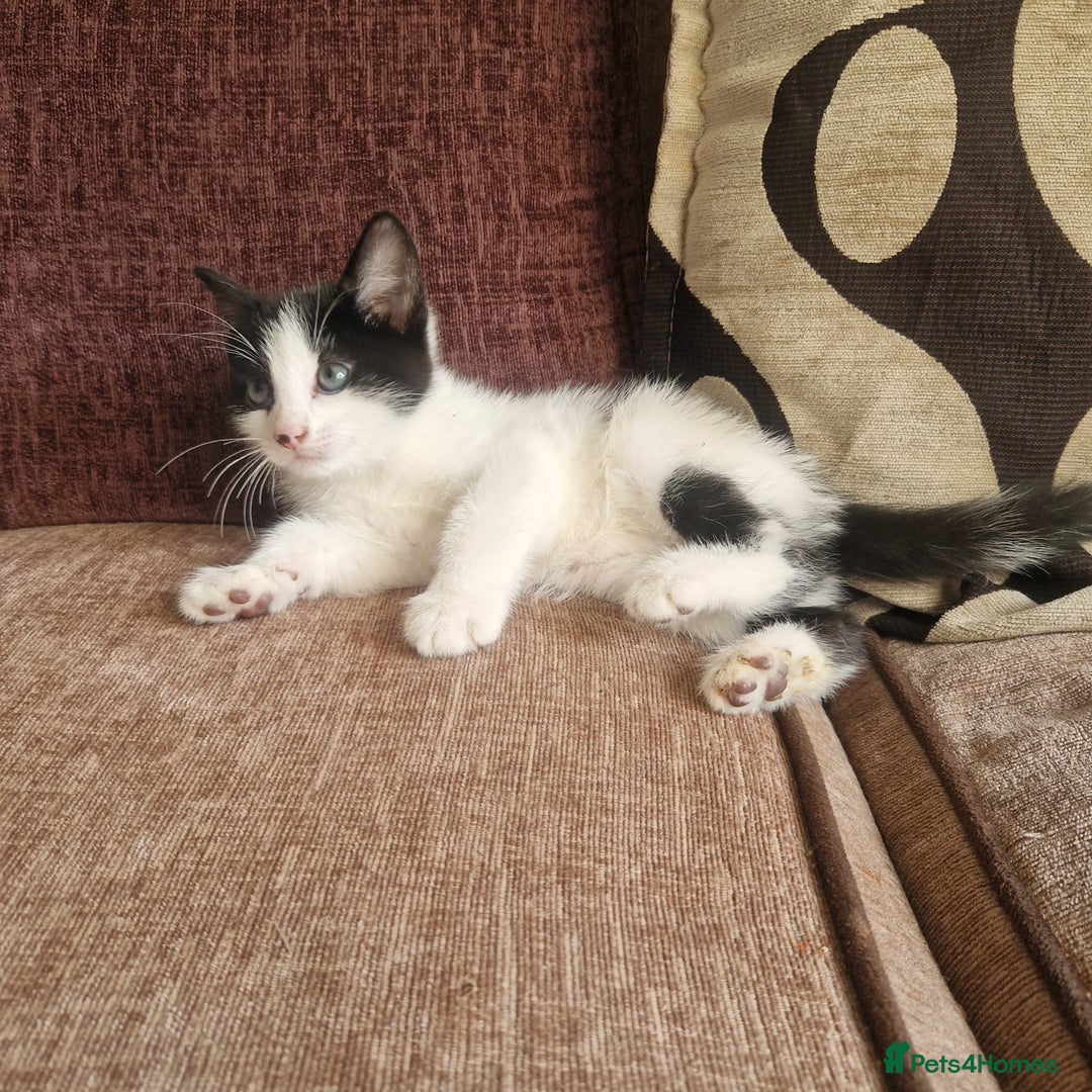 Mixed Breed cats for sale: Stunning kitty's please read full ad  - Image 6