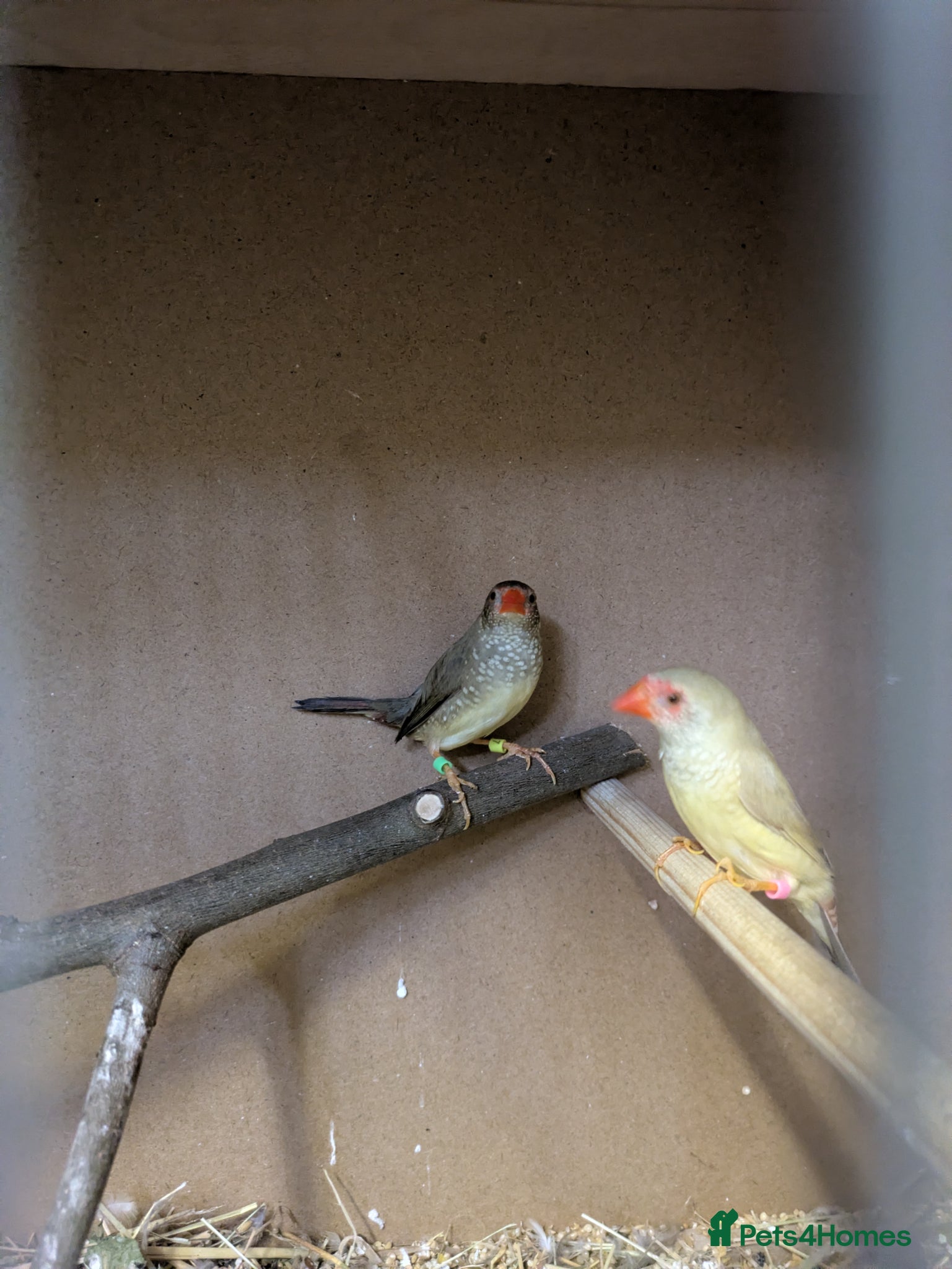 Finches birds 2 star finch and 3 diamond doves read description  - Advert 2