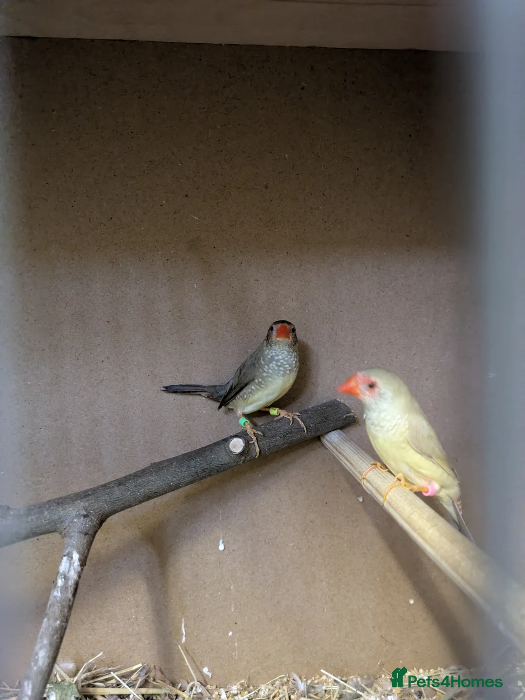 Finches birds for sale: 2 star finch and 3 diamond doves read description  - Advert 1
