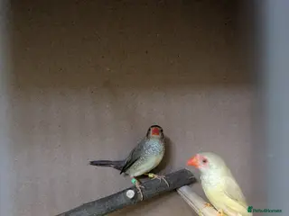 Finches birds 2 star finch and 3 diamond doves read description - Advert 15