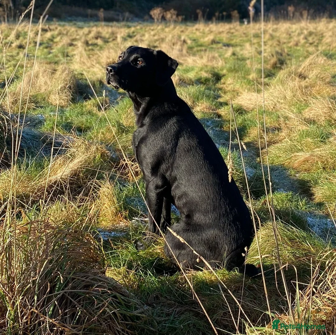 Labrador Retriever dogs for sale: KC Black Working Labrador Puppies ready for homes in Alresford - Advert 1