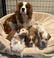 Cavapoo dogs - Advert 1