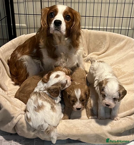 Cavapoo dogs - Advert 1