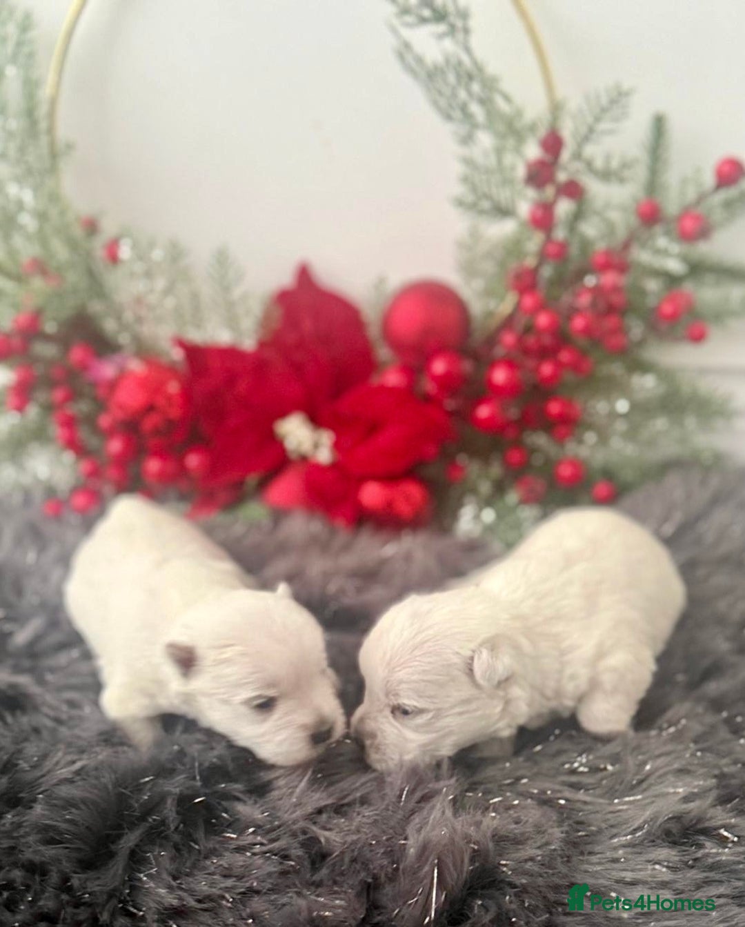 West Highland Terrier dogs for sale: KC West Highland Terriers 🧬 Health Tested Parents - Advert 4