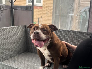 Mixed Breed dogs American bully x springer spaniel puppies - Advert 1