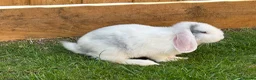 Mixed Breed rabbits for sale: White Rabbit Looking for a Loving Home 🏡 - Advert 2