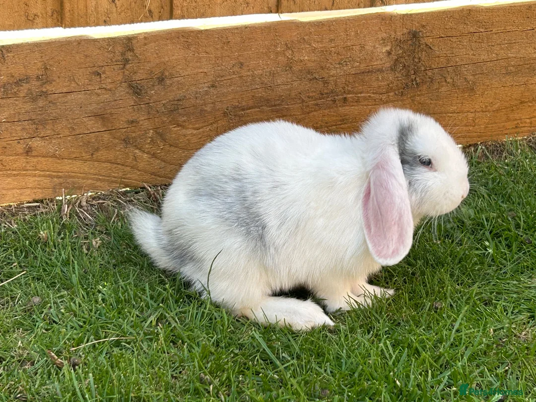 Mixed Breed rabbits for sale: White Rabbit Looking for a Loving Home 🏡 - Advert 2