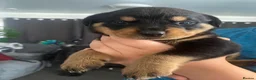 Rottweiler dogs for sale: Pure breed rottweilers  - Advert 12