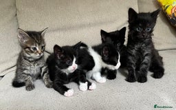 Mixed Breed cats for sale: 5 Beautiful fluffy kittens ready to be re-homed ❤️ - Image 1