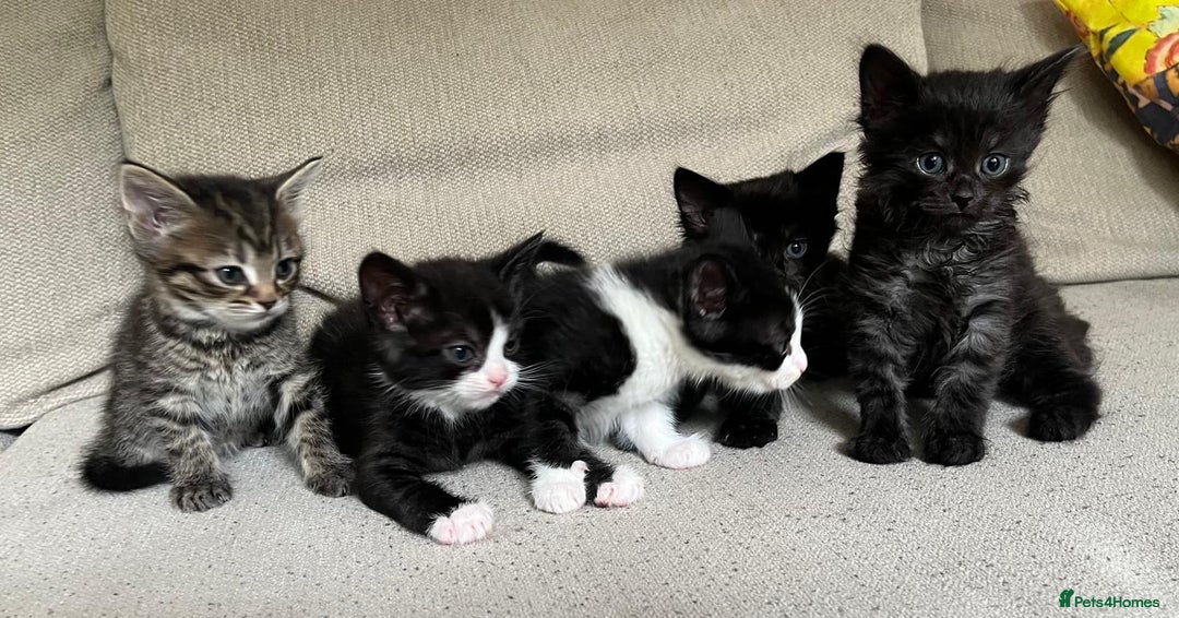 Mixed Breed cats for sale: 5 Beautiful fluffy kittens ready to be re-homed ❤️ - Image 1