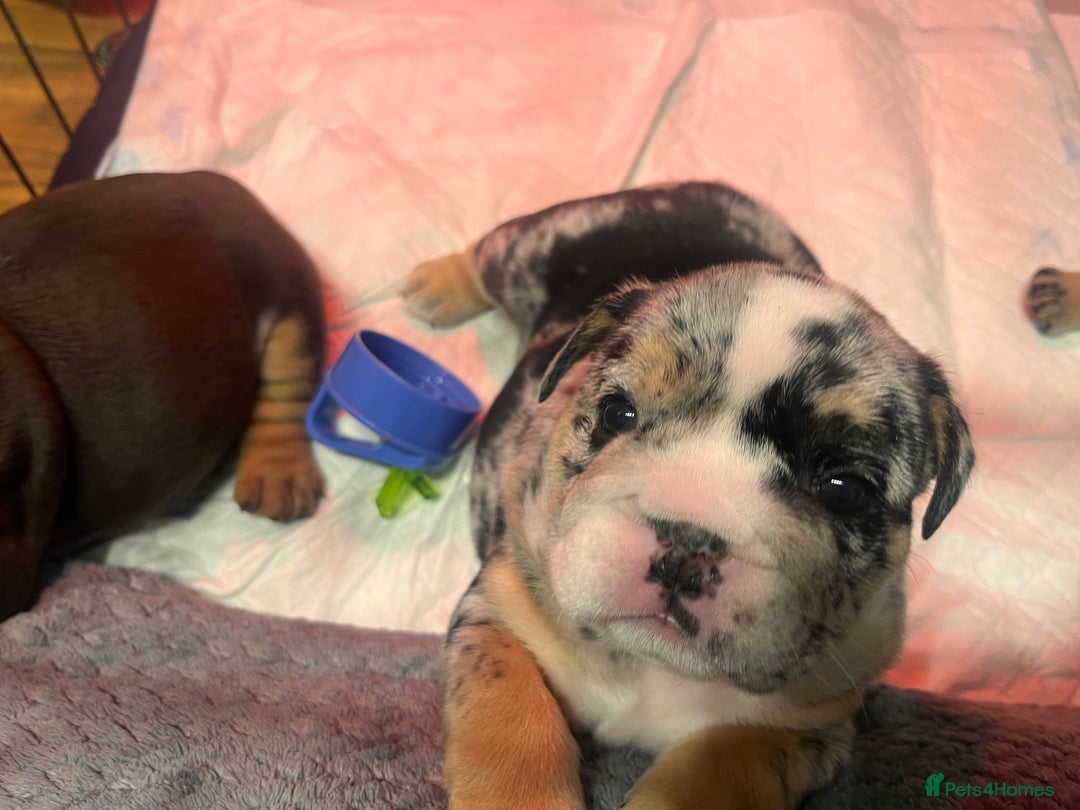 English Bulldog dogs for sale: English bulldog  - Image 2