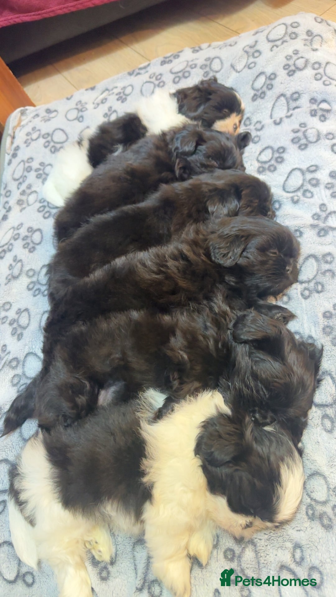 Shih Tzu dogs for sale: Shih Tzu Puppies  - Image 4