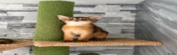 Abyssinian cats for sale: Last 2 boys ready to go!!! - Advert 9