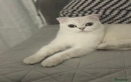 Scottish Fold cats for sale: White Scottish Fold Female looking for loving home - Image 1