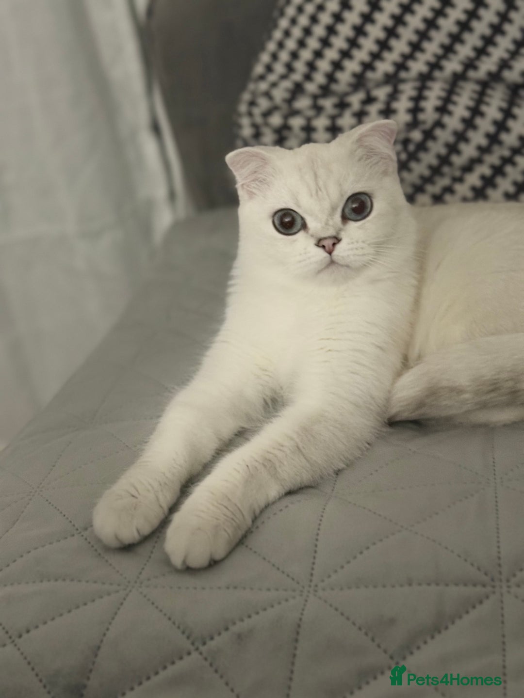 Scottish Fold cats for sale: White Scottish Fold Female looking for loving home - Image 1