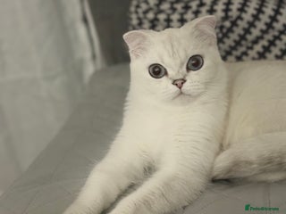 Scottish Fold cats - Advert 19