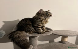 Maine Coon cats for sale: Domestic X Maine coon kittens - Image 6