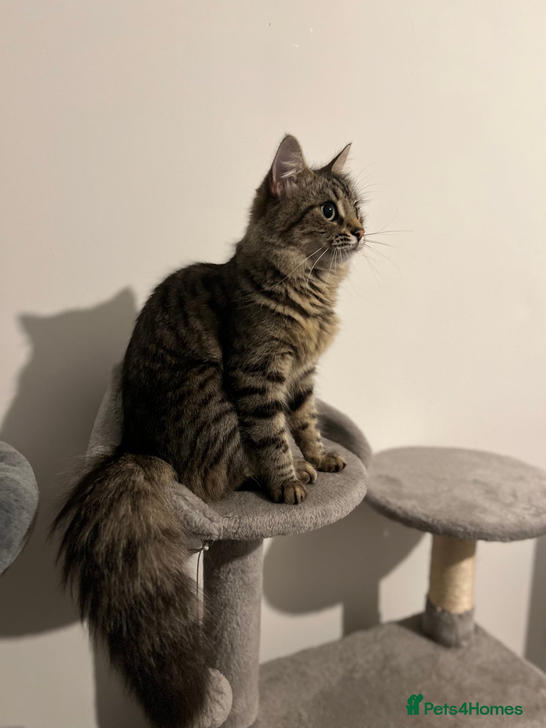 Maine Coon cats for sale: Domestic X Maine coon kittens - Image 6