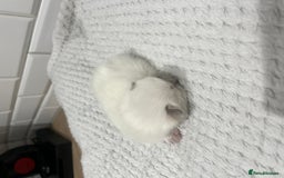 Ragdoll cats for sale: Blupoint Ragdoll - Image 4