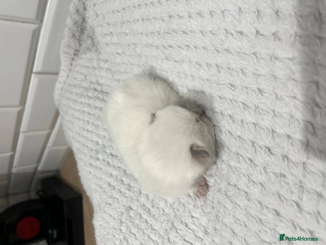 Ragdoll cats for sale: Blupoint Ragdoll - Image 4