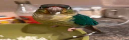 Conures birds for sale: Green Cheek Conure Looking for His Forever Home - Advert 33