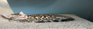 Bengal 4